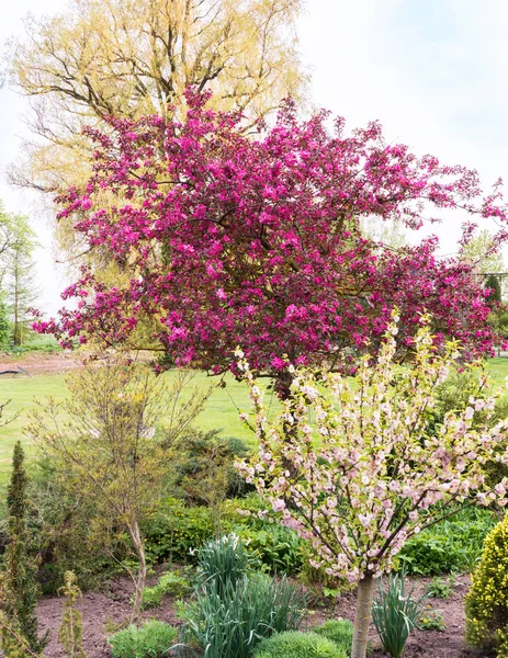 아름다운 꽃피는 사과나무 앞쪽에 자줏빛 버드나무 — 스톡 사진