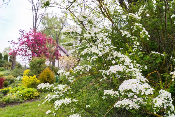 Meadowsweet Branches White Flowers Spring Close Flowering Ornamental Shrub Back — ストック写真