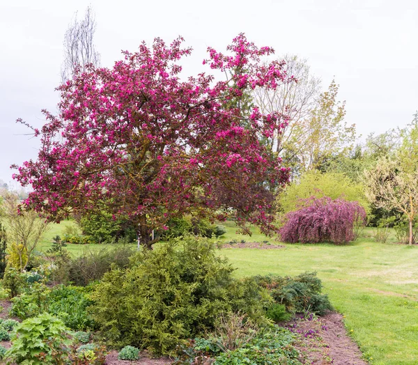 春に紫色の開花観賞用のリンゴ 背中に垂れ下がった枝を持つ別の開花リンゴ 庭の春の風景 — ストック写真