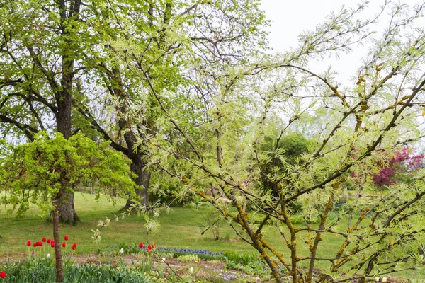 Spring Garden Tree Branches Flowering Leaves Close Light Green Tones — 스톡 사진