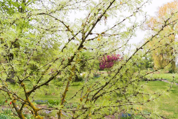 庭の春 花の咲く木の枝が近くにあり 薄緑色の色調 — ストック写真