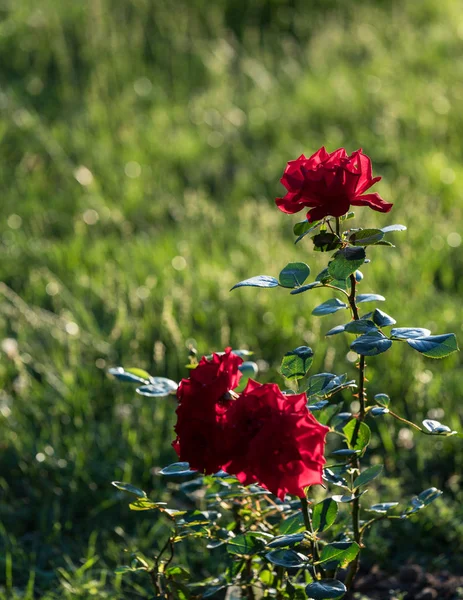Tres Rosas Rojas Jardín Sobre Fondo Verde Nitidez Una Las — Foto de Stock