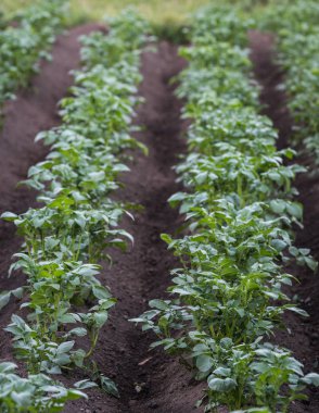 Yakın plan patates izleri, yeşil yeşillik, özel keskinlik alanı, dinlenme bulanıklığı.