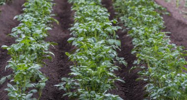 Yakın plan patates izleri, yeşil yeşillik, özel keskinlik alanı, dinlenme bulanıklığı.