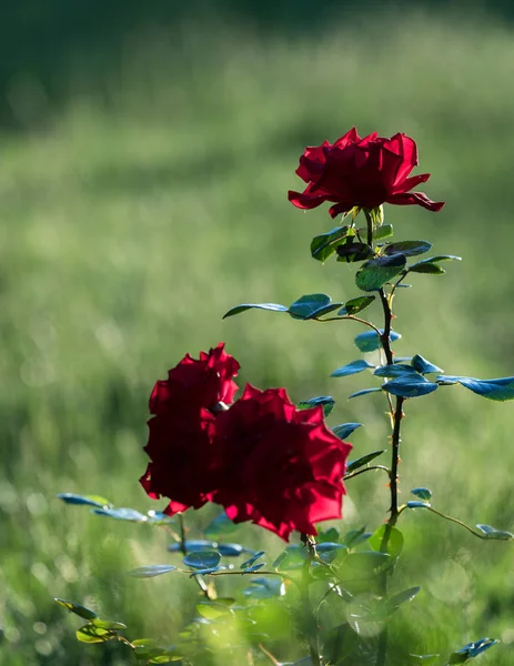 Tres Rosas Rojas Jardín Sobre Fondo Verde Nitidez Una Las — Foto de Stock