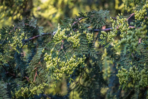 Those yellow-green growths are simply cones. Close-up of thuja branch; green garden background.