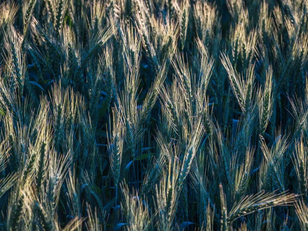 Barley Field Many Green Ears Close Focus Area One Part — Stock Photo, Image