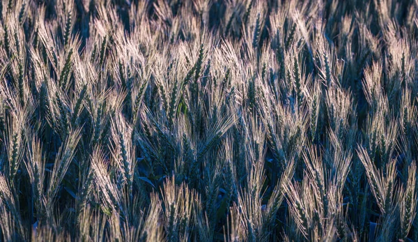 Campo Cebada Muchas Orejas Verdes Primer Plano Área Enfoque Por — Foto de Stock