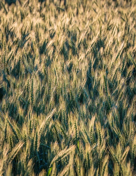 大麦のフィールド 近接して多くの緑の耳 1つの部分に焦点を当て 残りの部分がぼやけて 耳の緑の抽象的な背景 — ストック写真