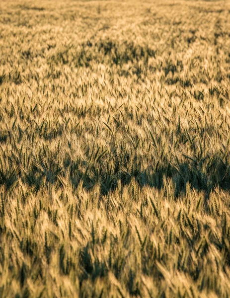 Campo Cevada Amarelo Verde Muitas Orelhas Verdes Close Área Foco — Fotografia de Stock