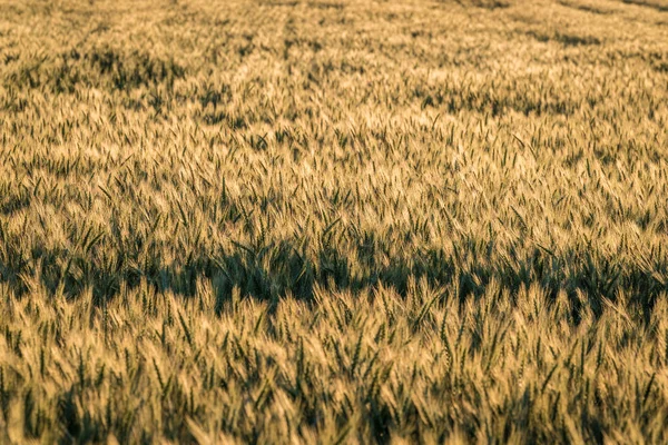 Yellow Green Barley Field Many Green Ears Close Focus Area — Stock Photo, Image