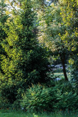 bahar bahçesi manzarası ladin, flamingo akçaağaç, dağ akçaağacı ve süs bitkileri, bahçe tasarımı