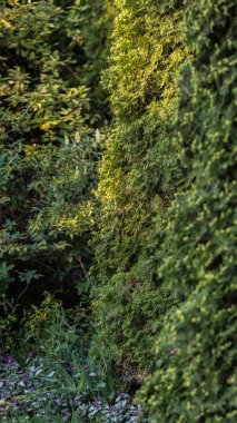 Güneş ışığı, odak ve keskinlikle, thuja göze çarpar, beyaz yapraklı süs bitkileri ve altta mor çiçekler yetişir.