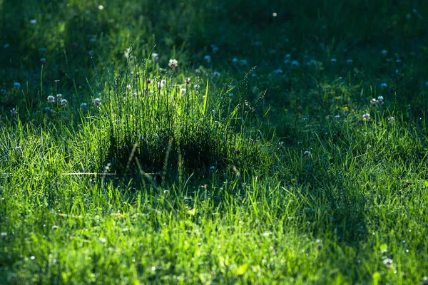 Abstrakcyjne Zielone Tło Trawnika Wiosną Najdłuższą Trawą Wynika Centrum Uwagi — Zdjęcie stockowe