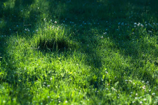 Fond Pelouse Vert Abstrait Printemps Avec Les Tiges Herbe Les — Photo