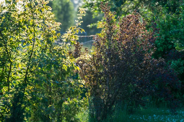 Arbustes Ornementaux Jardin Printemps Avec Physocarpus Opulifolius Brun Évidence Sur — Photo