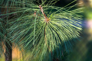 Uzun çam iğneleriyle soyut, bulanık yeşil arka plan. Uzun çam iğnelerini kapatın.