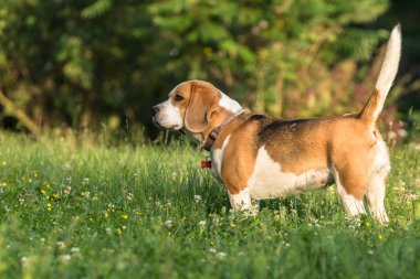 Bir Beagle köpek yavrusu Jette, çimlerin üzerinde dikiliyor, her tarafında çim sapları ve beyaz yoncalar var.