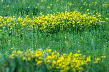 Çayıra yakın otlar, çimen sapları arasında büyüyen küçük sarı çiçekler, yeşil çimen arka planında parlak sarı çiçekler.