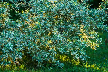 Manzara tasarımında Cornus Alba, yeşil yapraklı ve beyaz kenarlı büyük süs çalısı, yeşil çimenlikte, arkadan gelen ışık