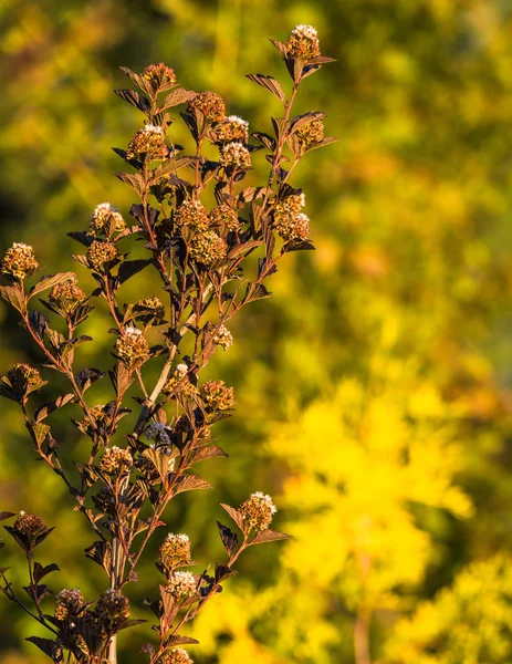 Okrasná Zahrada Ninebark Keř Jaře Hnědý Physocarpus Opulifolius Ohnisku Žlutozeleném — Stock fotografie