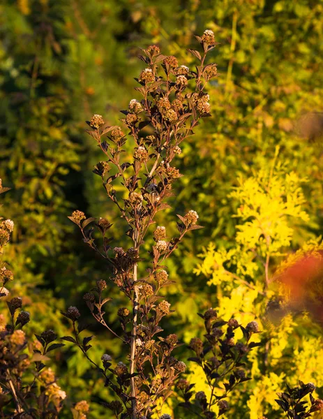 Jardin Ornemental Arbuste Écorce Neuve Printemps Brun Physocarpus Opulifolius Évidence — Photo