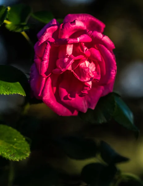 Flor Rosa Roja Cerca Iluminado Por Sol Fondo Jardín Borroso — Foto de Stock