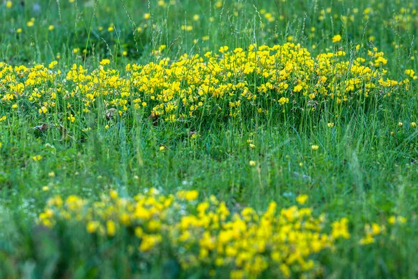 Meadow Grass Close Small Yellow Flowers Growing Bunch Grass Stalks — Stock Photo, Image