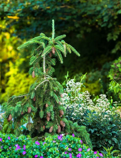 Petit Arbre Noël Vert Dans Jardin Avec Nombreux Gros Cônes — Photo