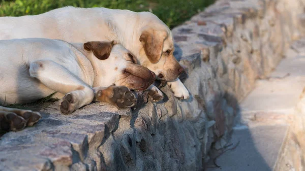 Dois Cães Labrador Retriever Dourados Que Jazem Sol Borda Etapa — Fotografia de Stock