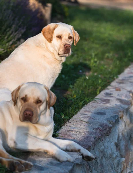 两只金色的拉布拉多猎犬 一只坐着 一只抬头看 另一只睡在前面 一只专注而锐利地坐着 — 图库照片