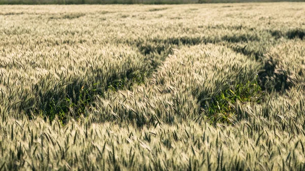 トラクターは穀物畑や美しい耳を持つ大麦畑を追跡し — ストック写真