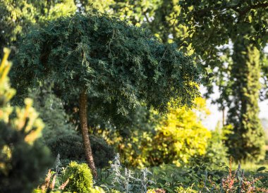 Yüksek gövde üzerinde dekoratif ağaç; bir gövde üzerinde tuhaf çalı; kalın kapsüller ile yapraklar