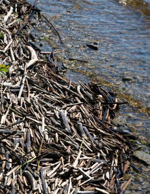 Eski kuru baston parçaları kıyıya vurdu, su altında kayalık yatak; odak ve orta keskinlik.