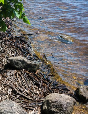 Kayalık nehir kıyısı, kayalara karşı su kayaları kıyıya vurmuş, eski kuru baston, dallar, odun parçaları.