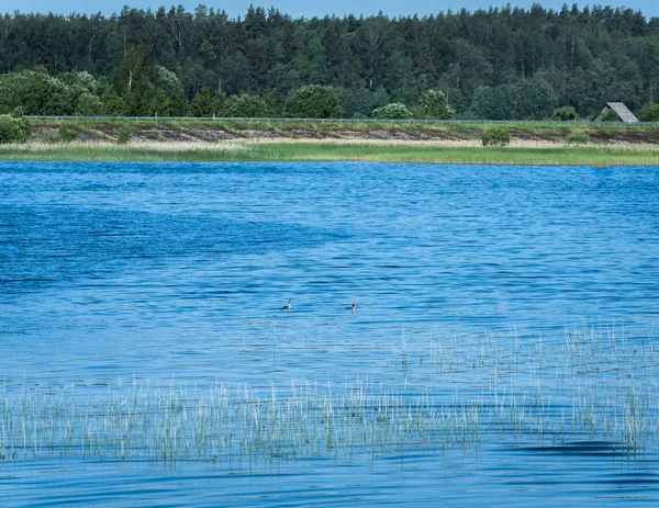 Med Utsikt Över Vattenpolen Med Rusar Förgrunden Och Två Ankor — Stockfoto