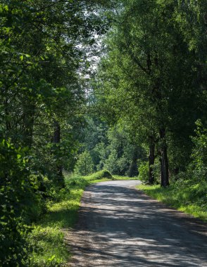 Sağ kıvrımlı çakıl taşralı bir yol, yolun her iki tarafında yaprakları olan büyük ağaçlar ve yol üzerinde gölgeler oluşturan.