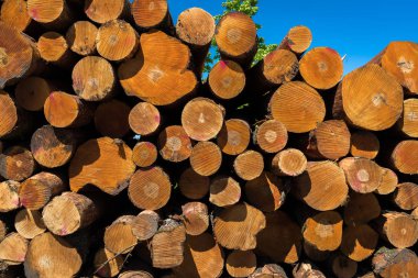 kızılağaç ağaçlı kütükler yığını; yığındaki kütüklerin çeşitli uçlarının görüntüsü; kahverengi loglar