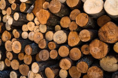 kızılağaç ağaçlı kütükler yığını; yığındaki kütüklerin çeşitli uçlarının görüntüsü; kahverengi loglar
