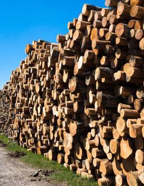 kızılağaç ağaçlı kütükler yığını; yığındaki kütüklerin çeşitli uçlarının görüntüsü; kahverengi loglar