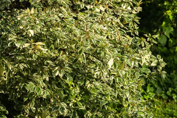 Grüne Blätter Mit Weißen Rändern Zierstrauch Derain White Elegantissima Oder — Stockfoto