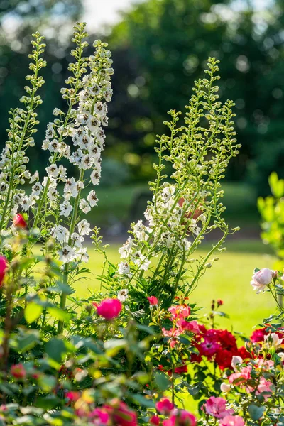 Delphinium White ile kara bir arı yetiştirici çizelgesi
