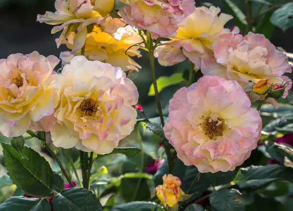 Flores Rosas Amarillas Rosadas Primer Plano Durante Día Verano — Foto de Stock