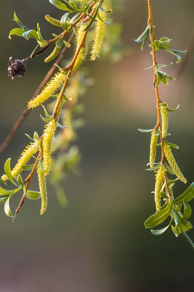 Yellow Willow Tree Flowers Close Blurry Light Green Background Willow — 스톡 사진