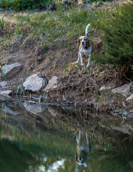 Cão Zangado Beagle Fica Sozinho Costa Olha Para Nós Reflexo — Fotografia de Stock