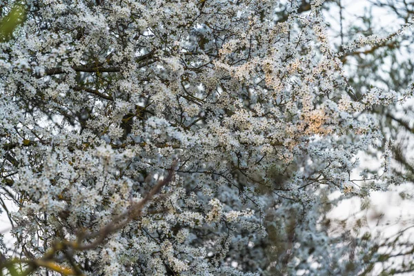 Švestkové Větve Plné Bílých Květin Jaro Slunce Svítí Některé Větve — Stock fotografie