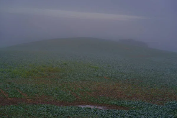 Mgła Wczesny Ranek Zielone Pole Gwałtu Mróz Liściach Kałuża Pierwszym — Zdjęcie stockowe