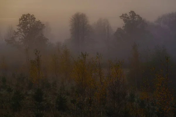 Mgła Widok Las Jesienią Małe Choinki Brzozy Pierwszym Planie — Zdjęcie stockowe