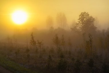 fog, yellow colors, misty view of the forest in autumn, small Christmas trees and birches in the foreground