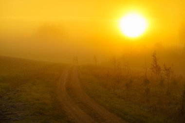fog, yellow colors, misty view of the forest in autumn, small Christmas trees and birches in the foreground